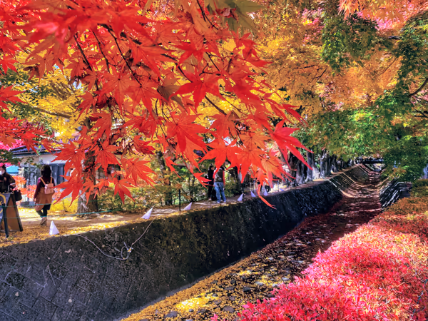 投稿：紅葉回廊