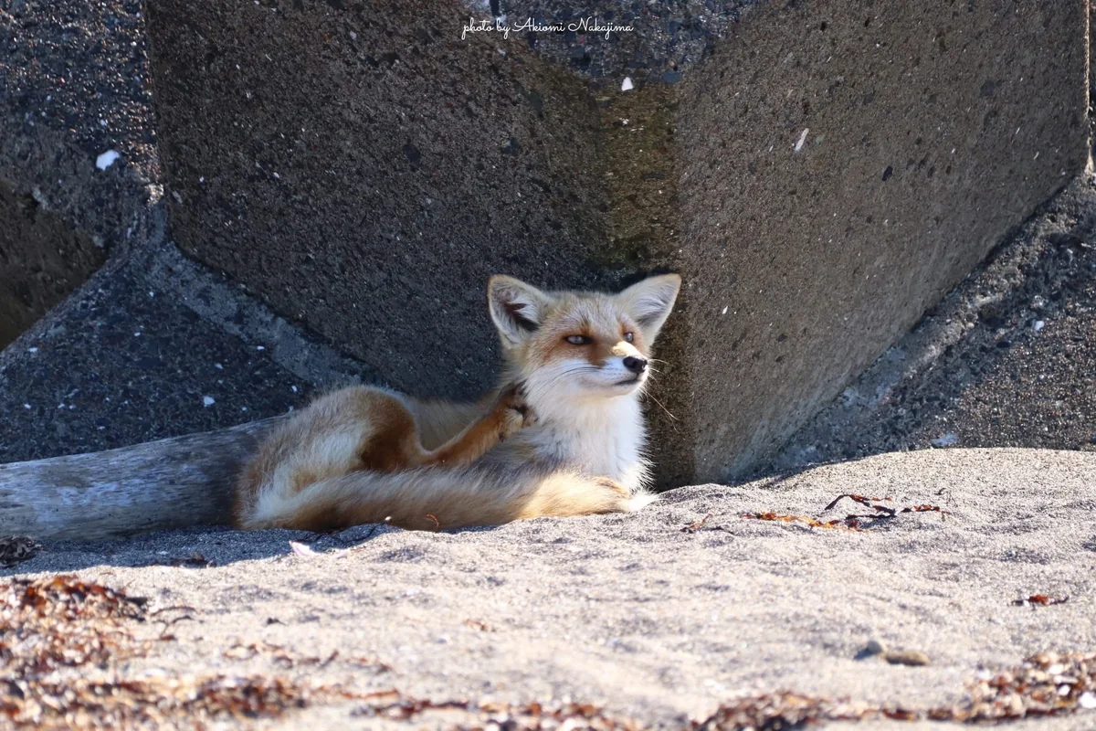 投稿写真：キタキツネ