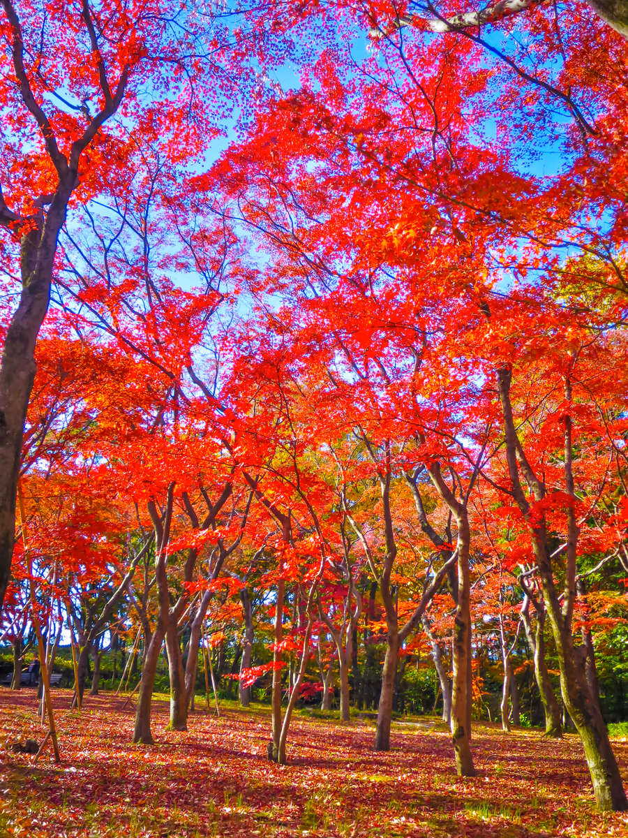 投稿写真：初冬の日差しに輝くもみじの紅葉