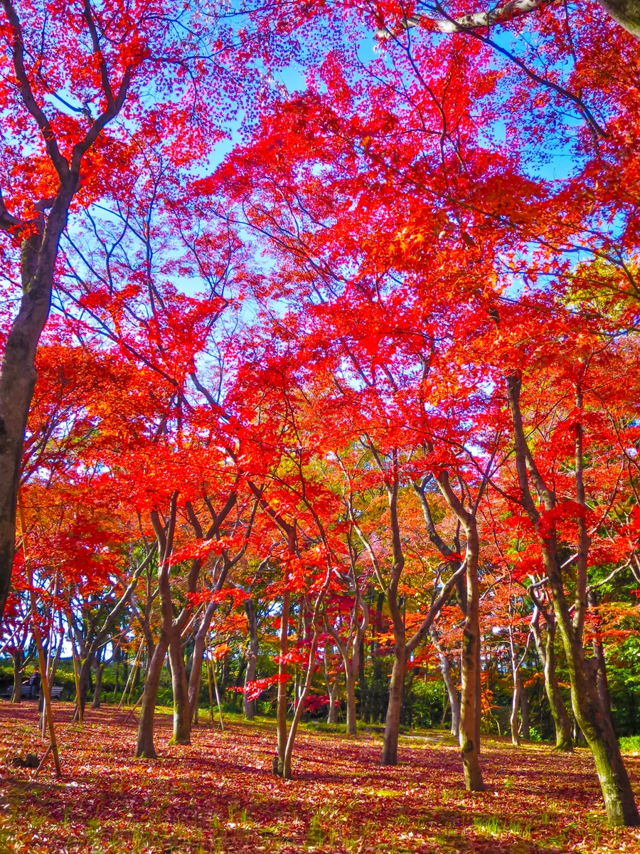 投稿写真：初冬の日差しに輝くもみじの紅葉