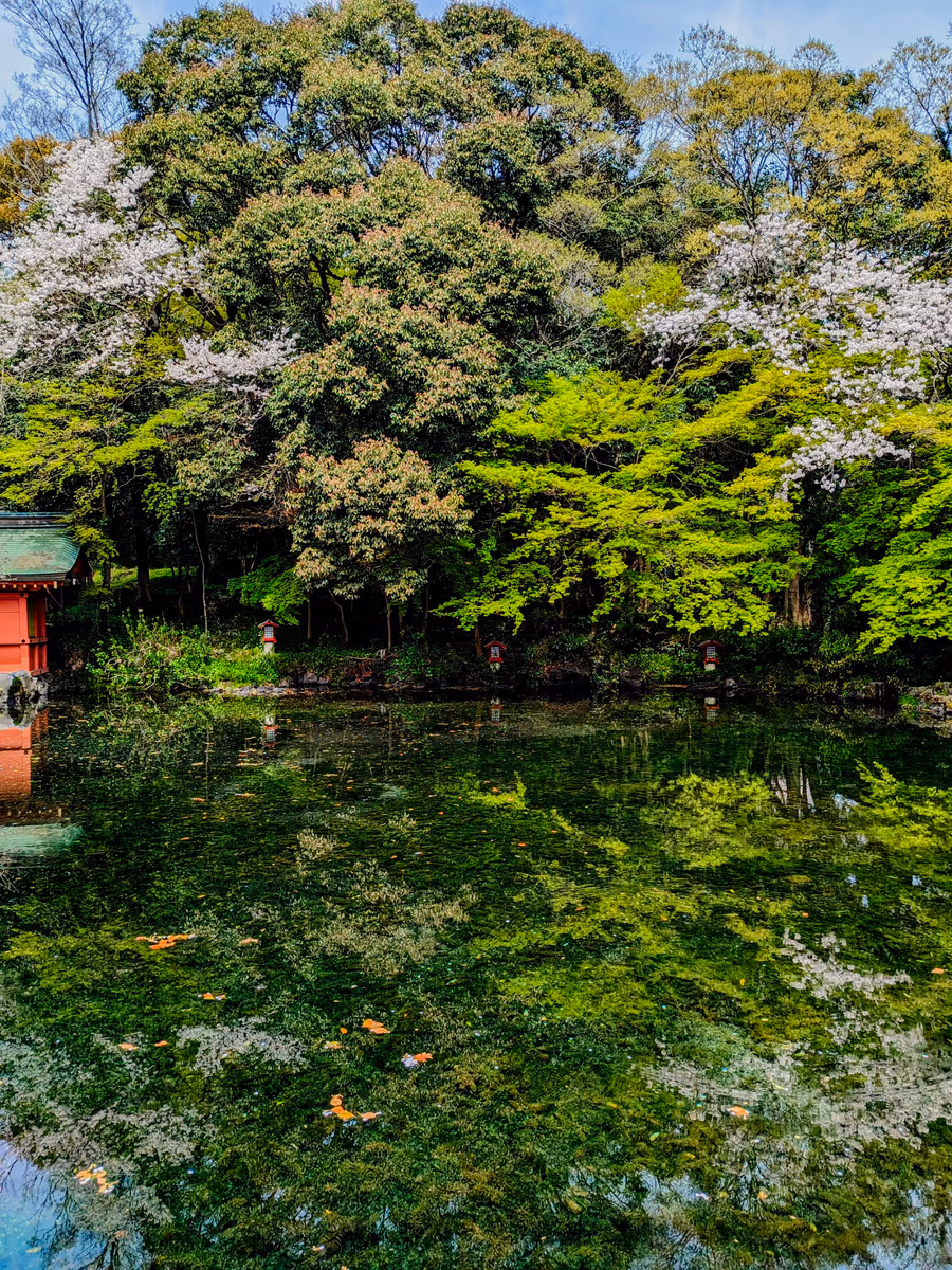 投稿写真：湧玉池の春のリフレクション🌿‬