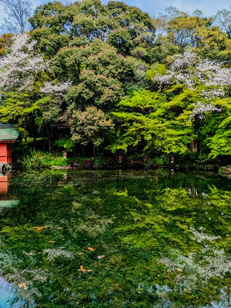 投稿：湧玉池の春のリフレクション🌿‬