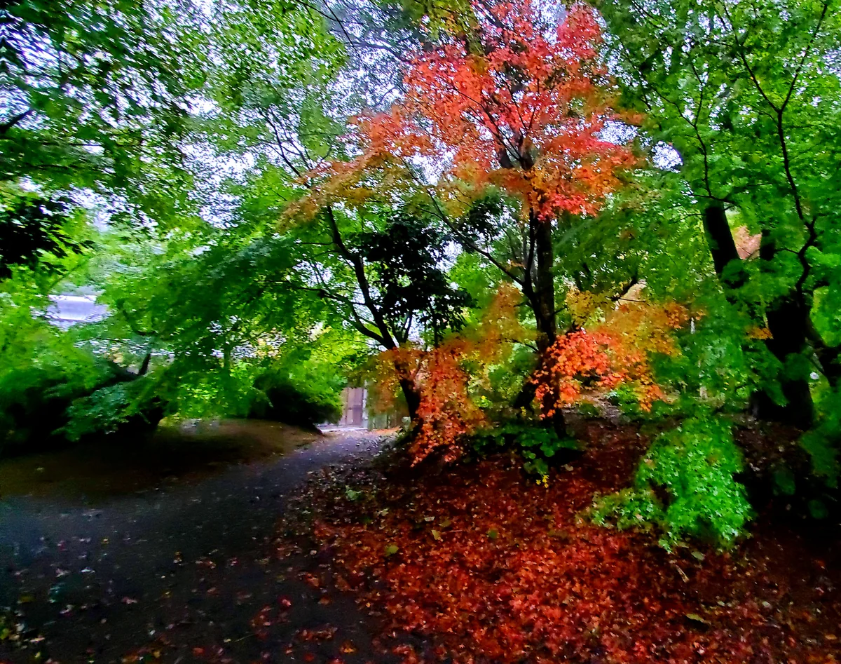 投稿写真：三十路苑