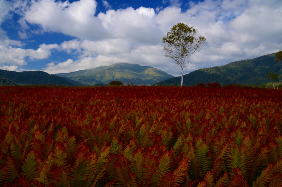 投稿写真：ヤマドリゼンマイの紅葉