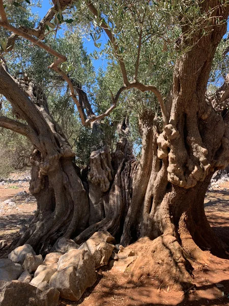 投稿：クロアチア🇭🇷樹齢２０００年のオリーブの樹✨