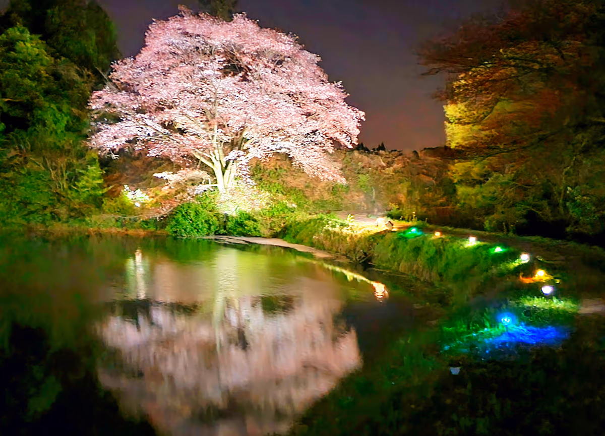 投稿写真：ジラカンス桜