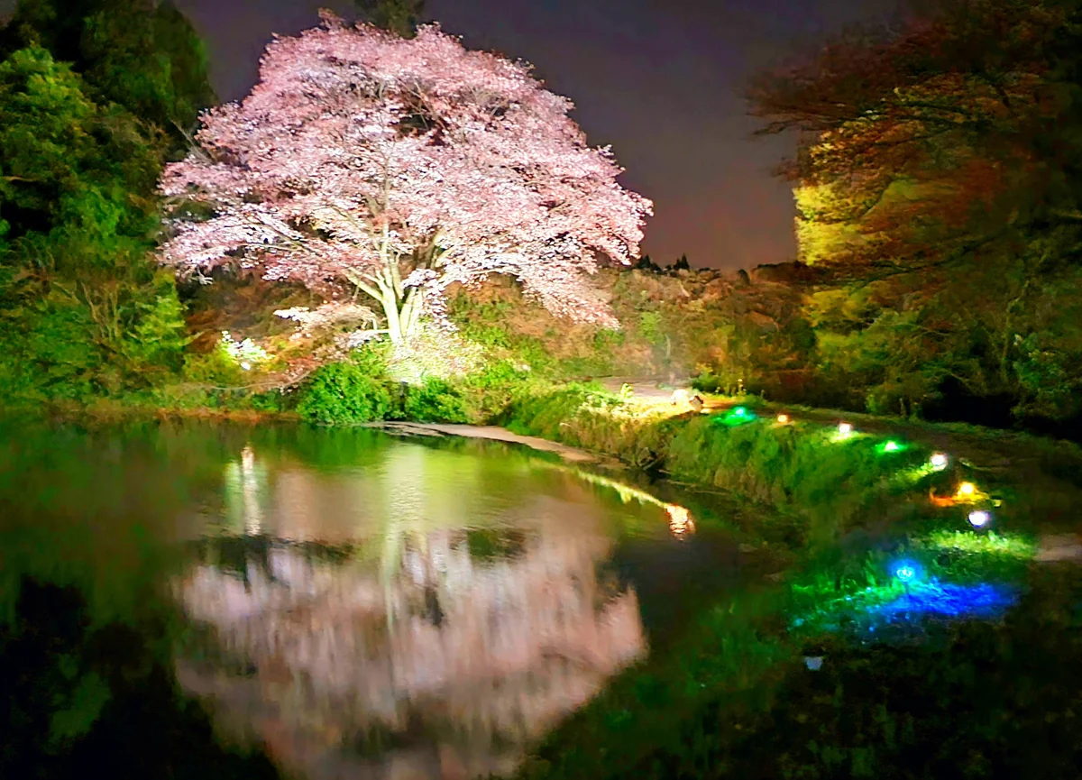 投稿写真：ジラカンス桜