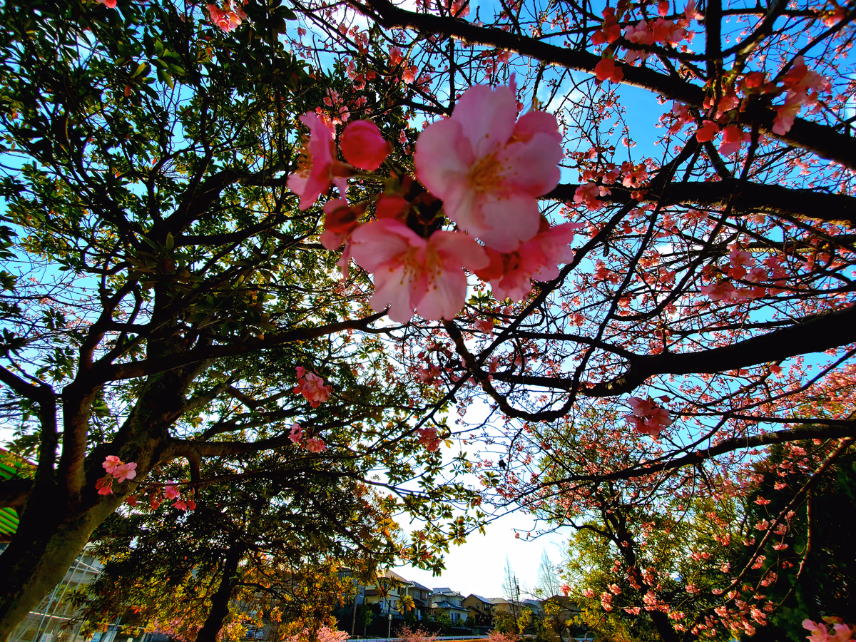 投稿写真：河津桜並木
