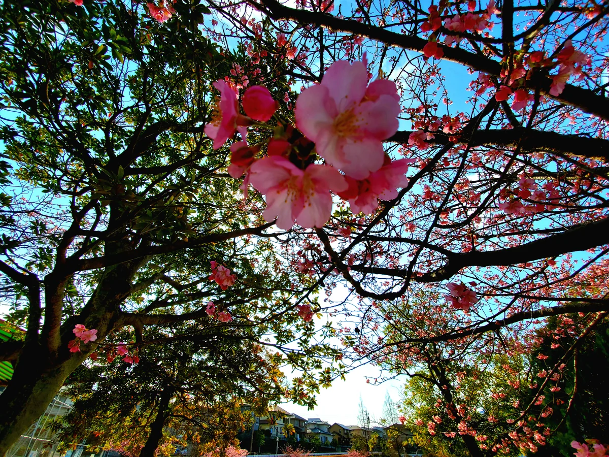 投稿写真：河津桜並木