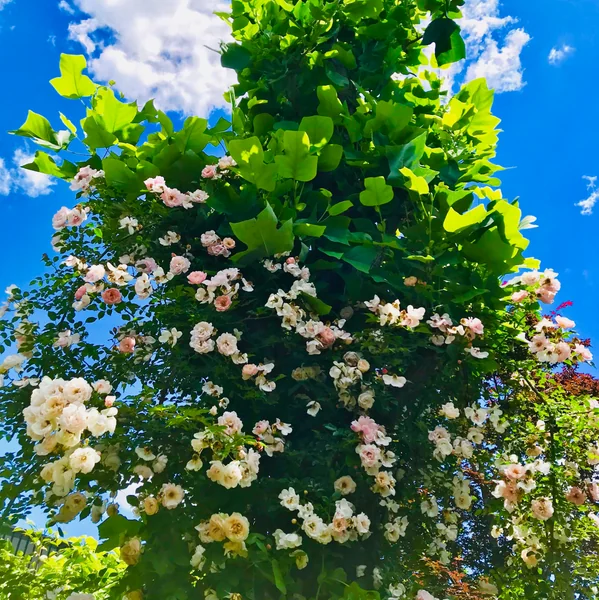 投稿：バラの色香に惑わされて