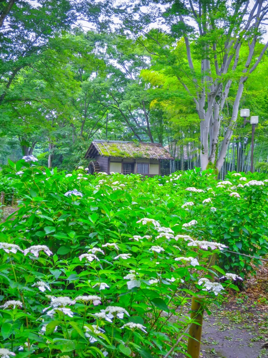 投稿写真：水車小屋とあじさい
