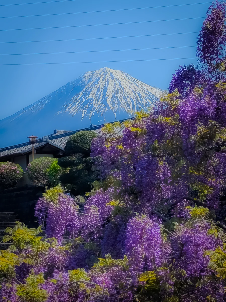投稿写真：下之坊の藤の花