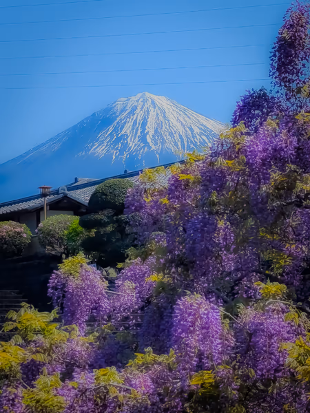 投稿：下之坊の藤の花