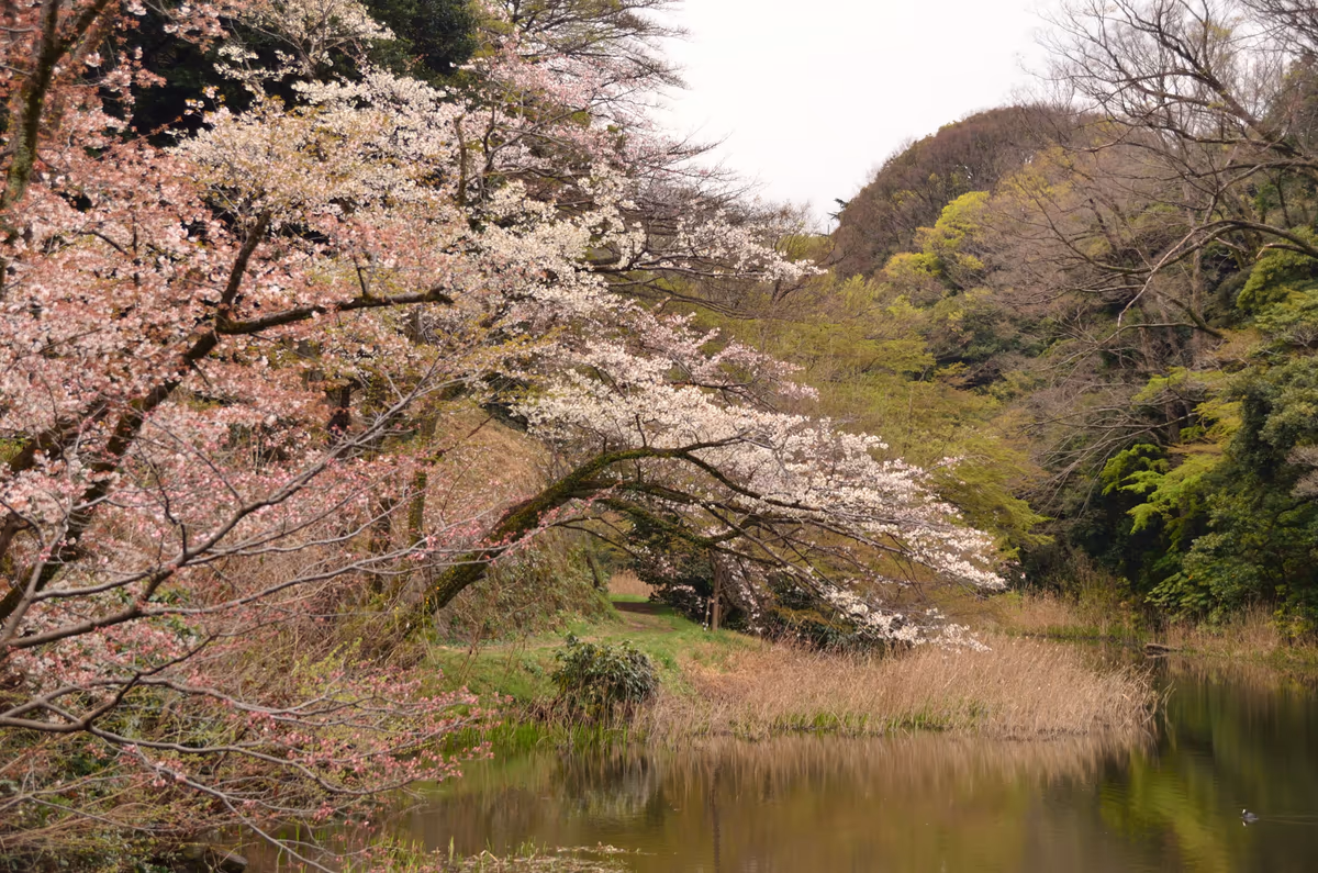 投稿写真：下道灌濠　桜