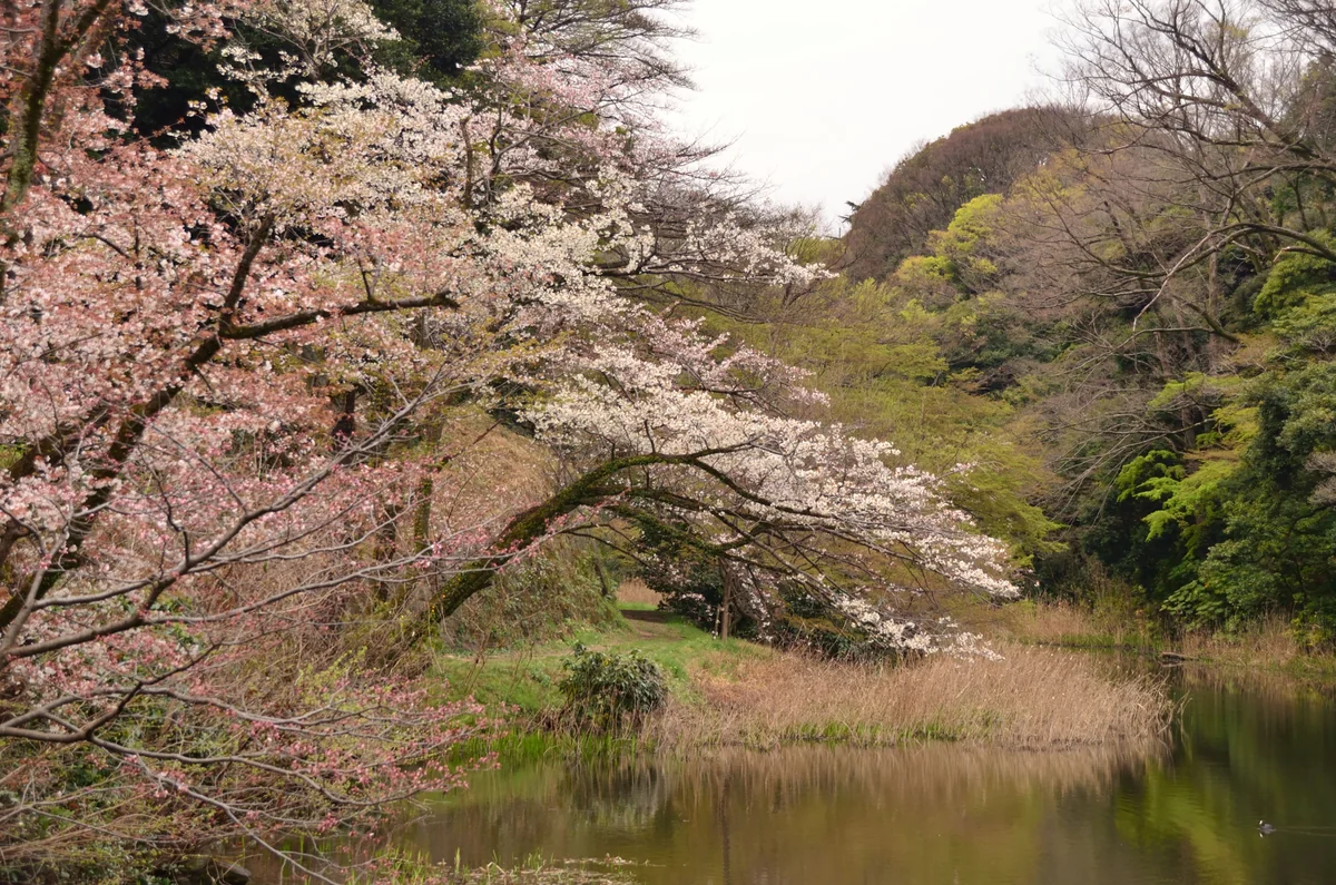 投稿写真：下道灌濠　桜
