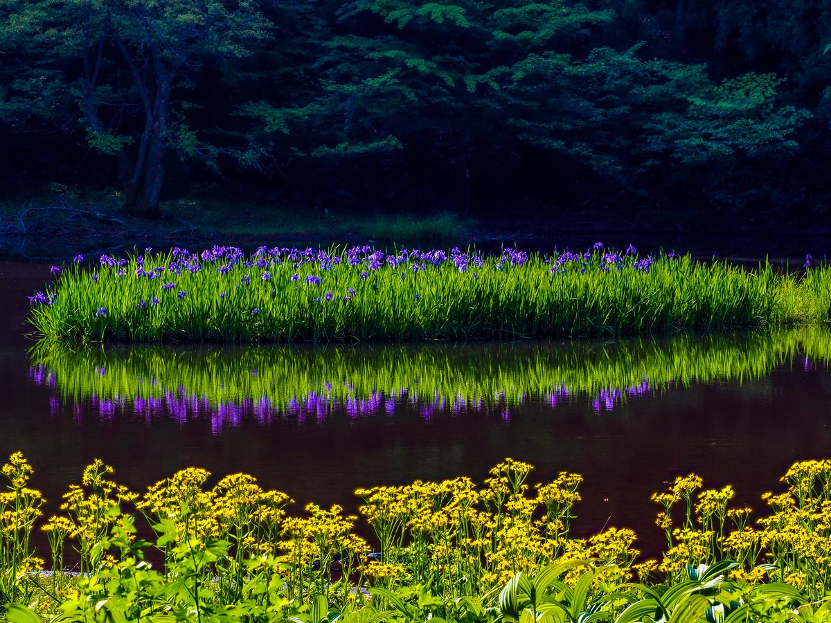投稿写真：カキツバタ咲く湖西の秘境「平池」
