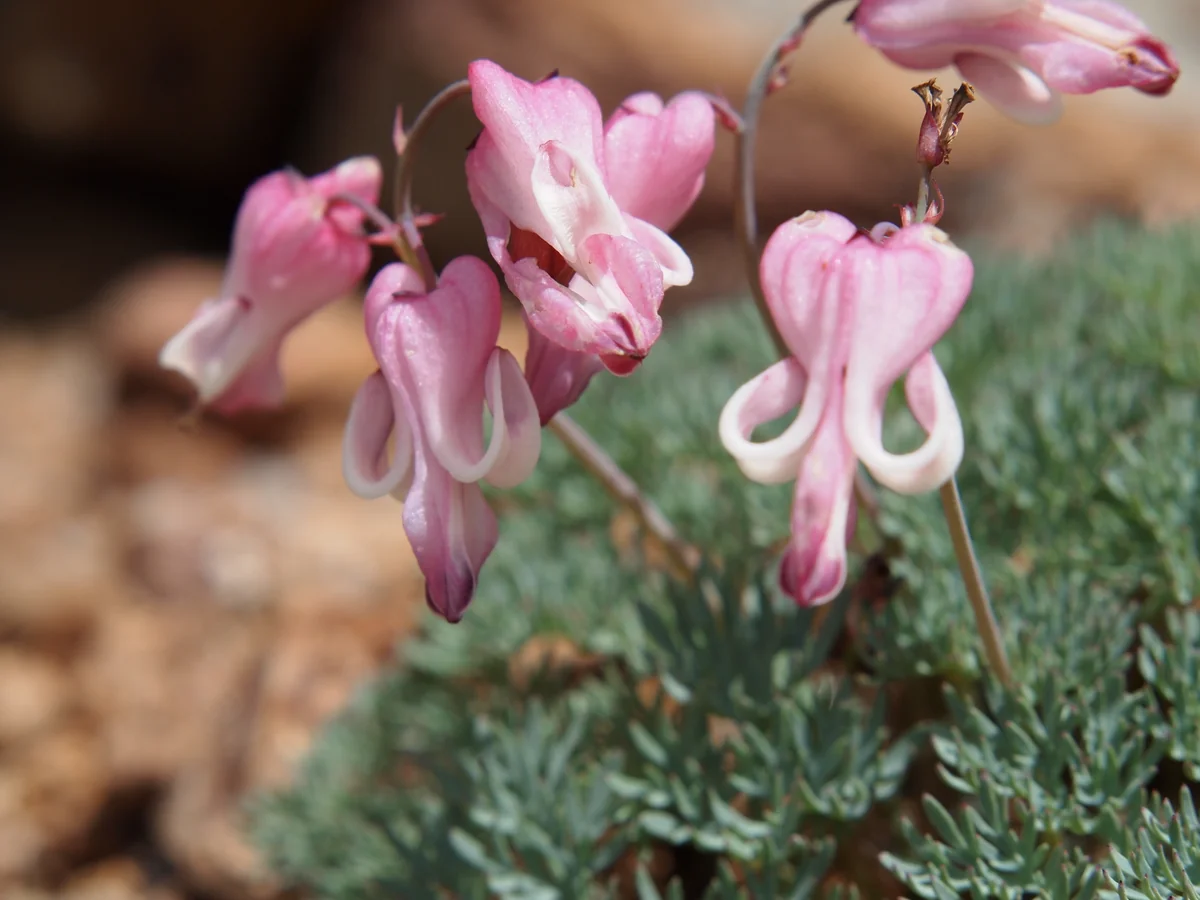 投稿写真：コマクサ