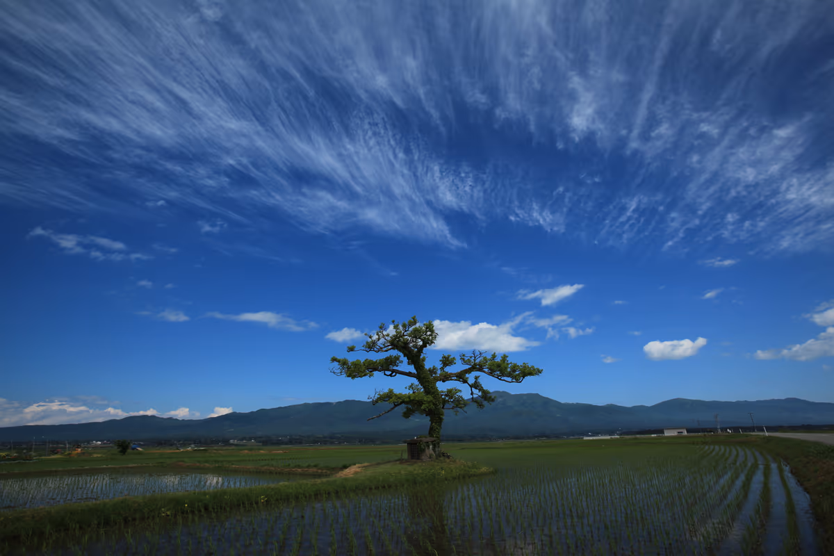 投稿写真：水田と青空のキャンパス