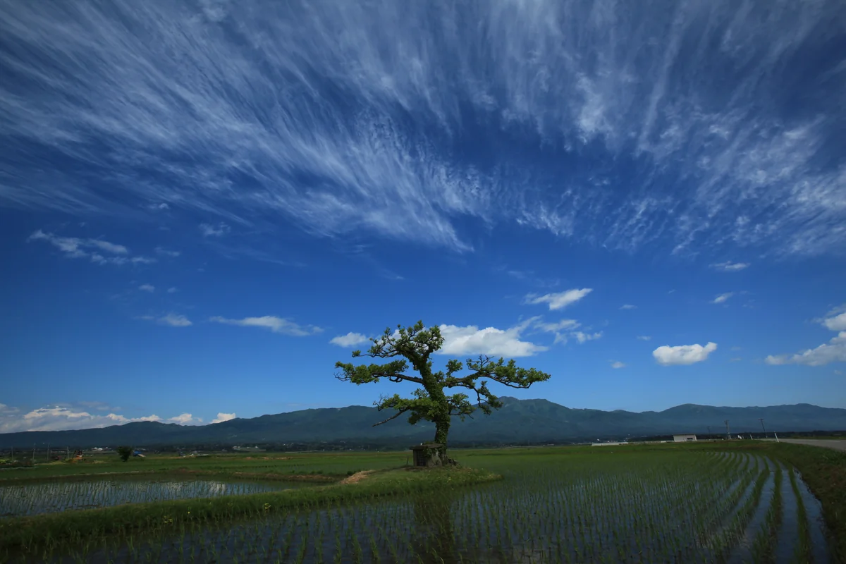 投稿写真：水田と青空のキャンパス