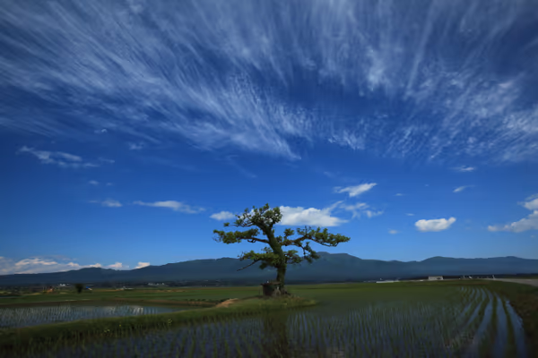 投稿：水田と青空のキャンパス