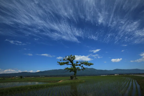 投稿：水田と青空のキャンパス