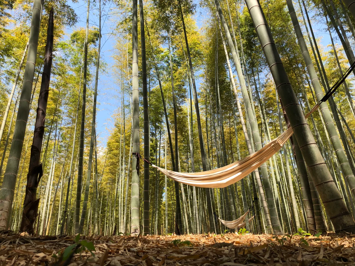 投稿写真：Siesta in bamboo forest