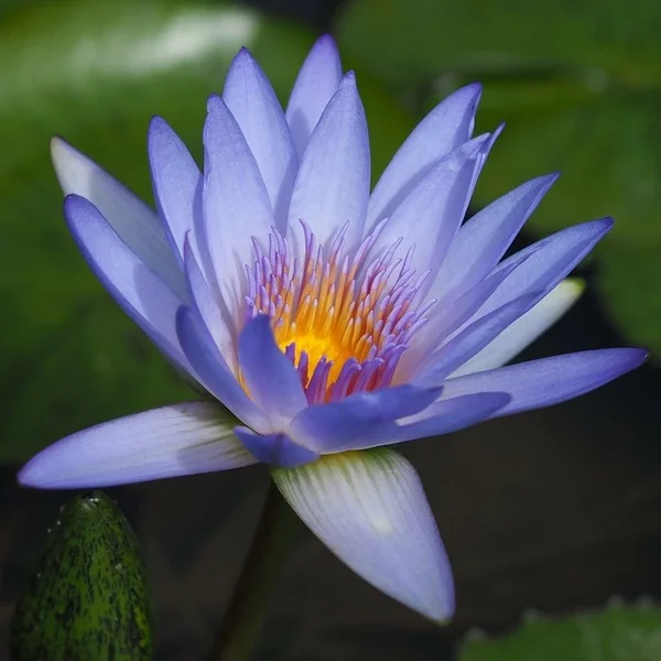 投稿：財田里山ビオトープ