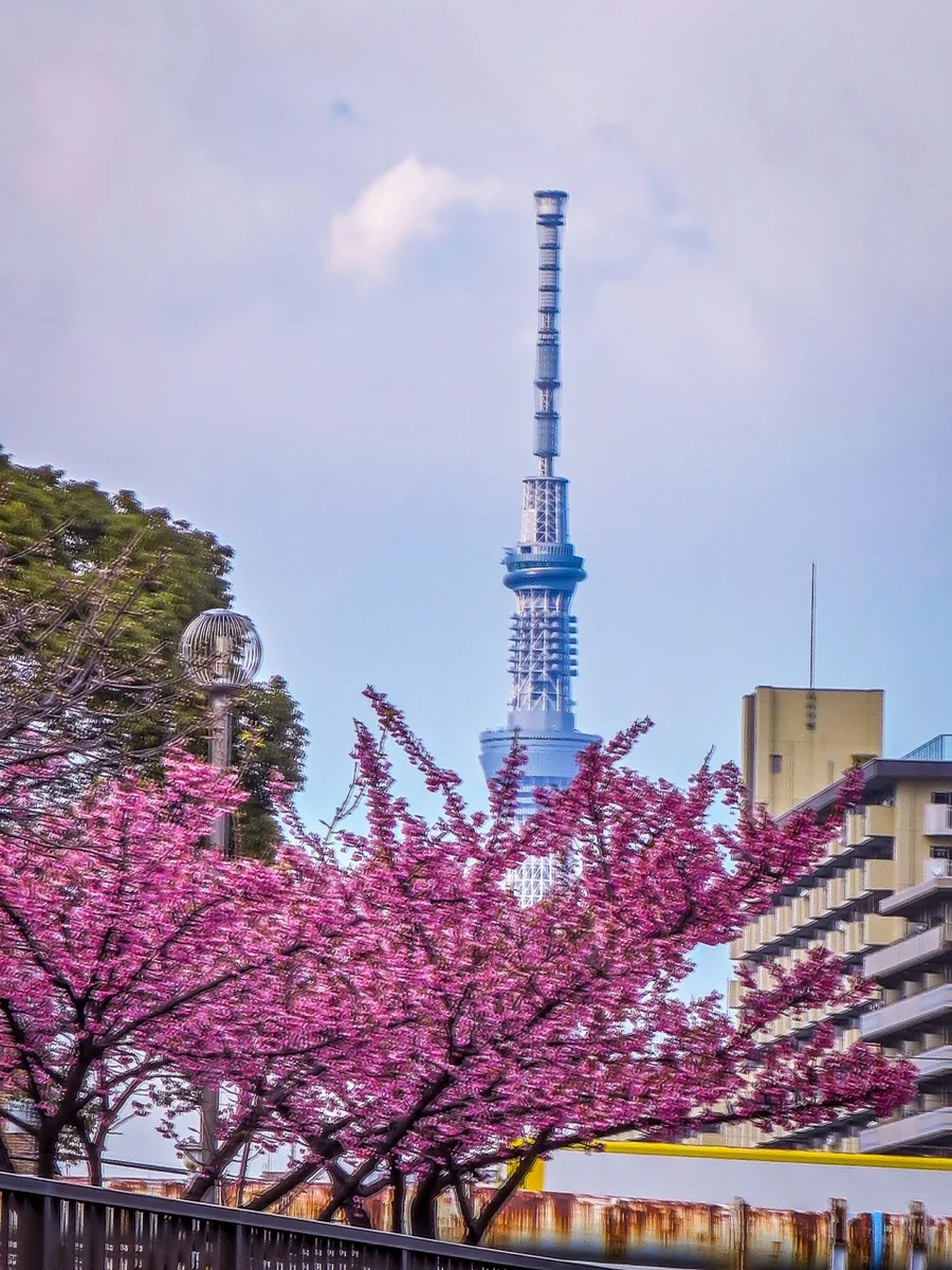 投稿写真：スカイツリーと早咲きの桜