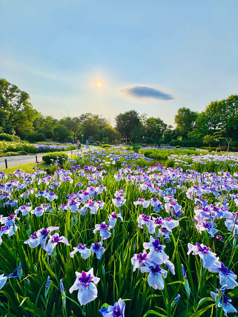 投稿写真：初夏の絶景 城北菖蒲園