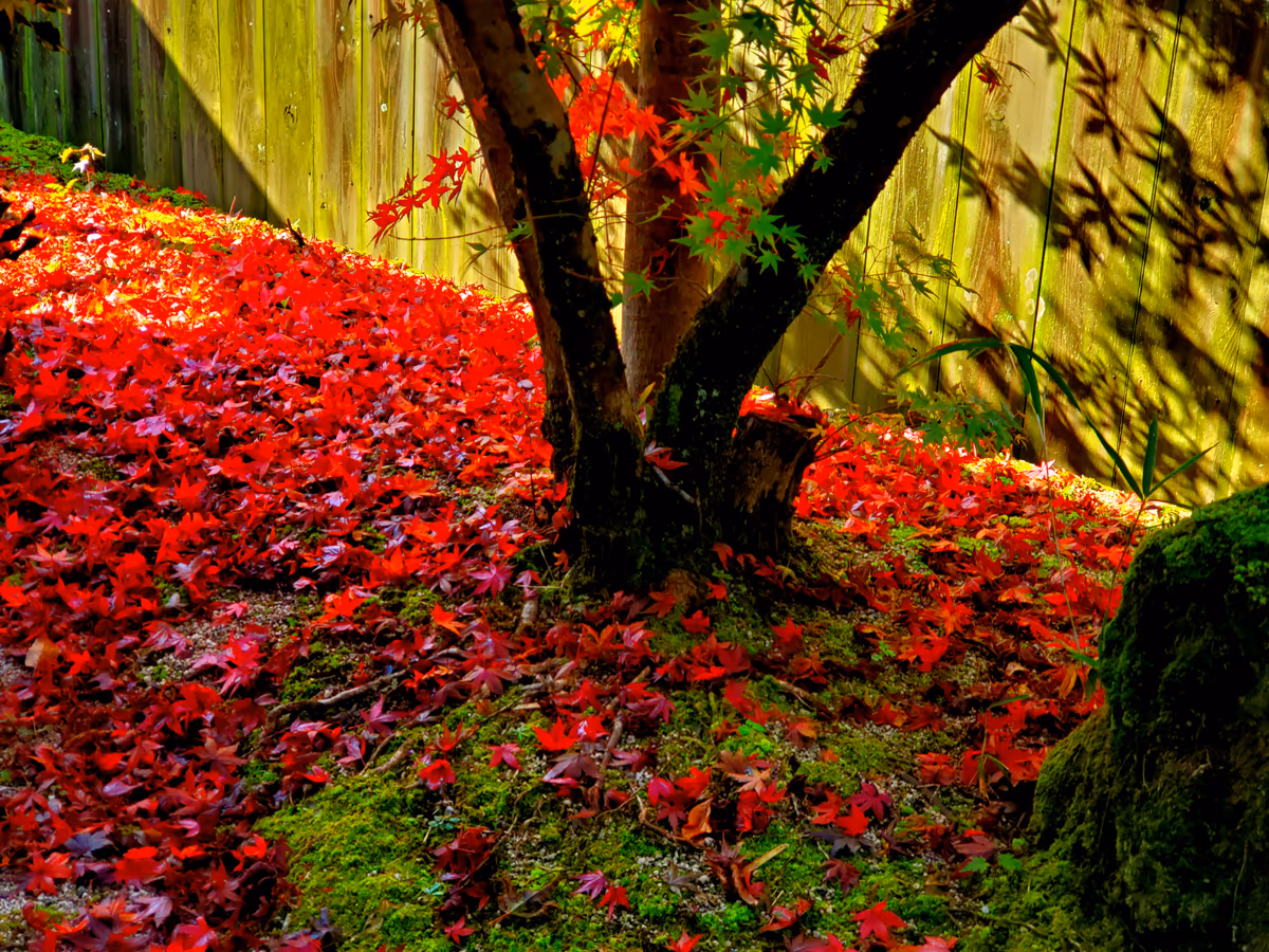 投稿写真：箱庭の紅葉