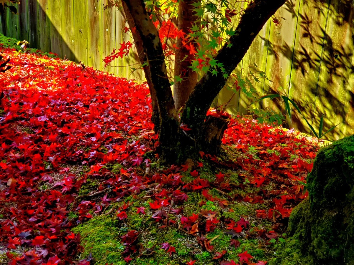 投稿写真：箱庭の紅葉