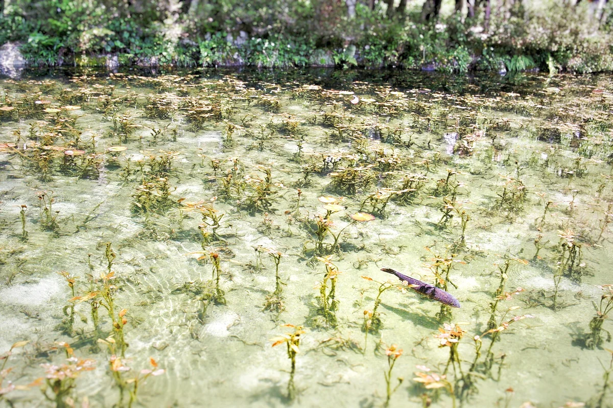 投稿写真：モネの池