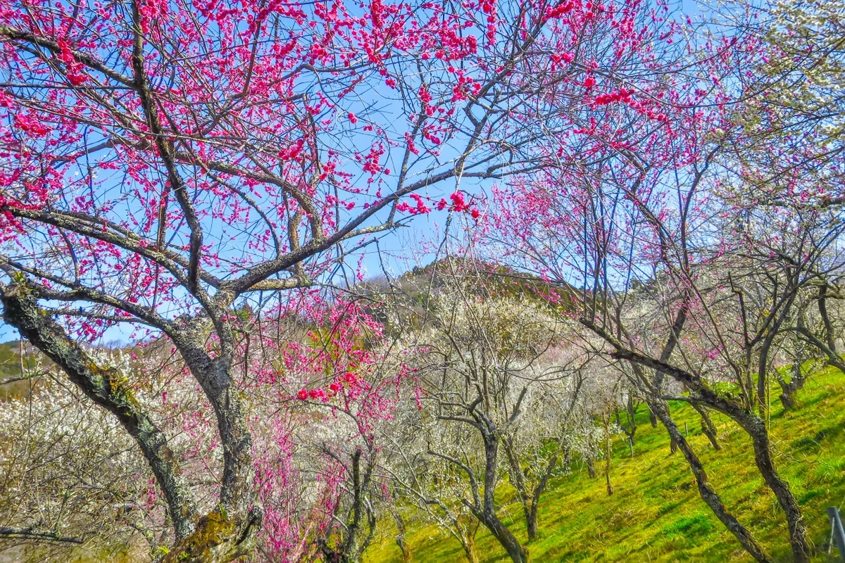投稿写真：満開の紅白の梅林