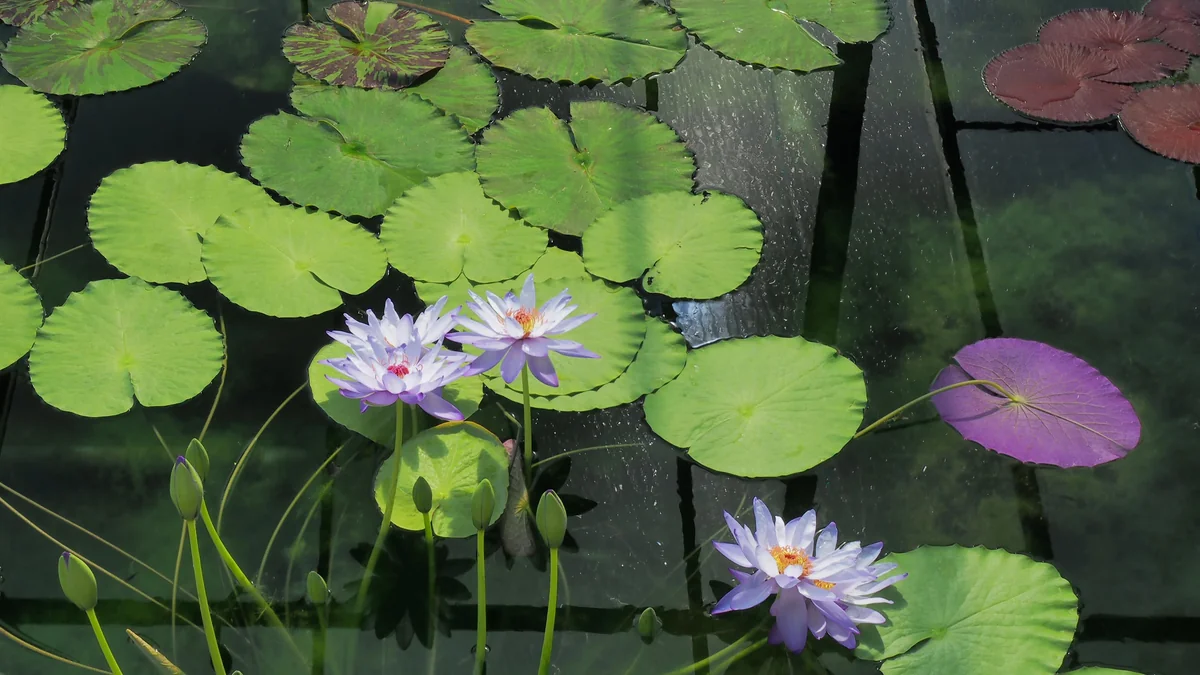 投稿写真：温室のスイレン