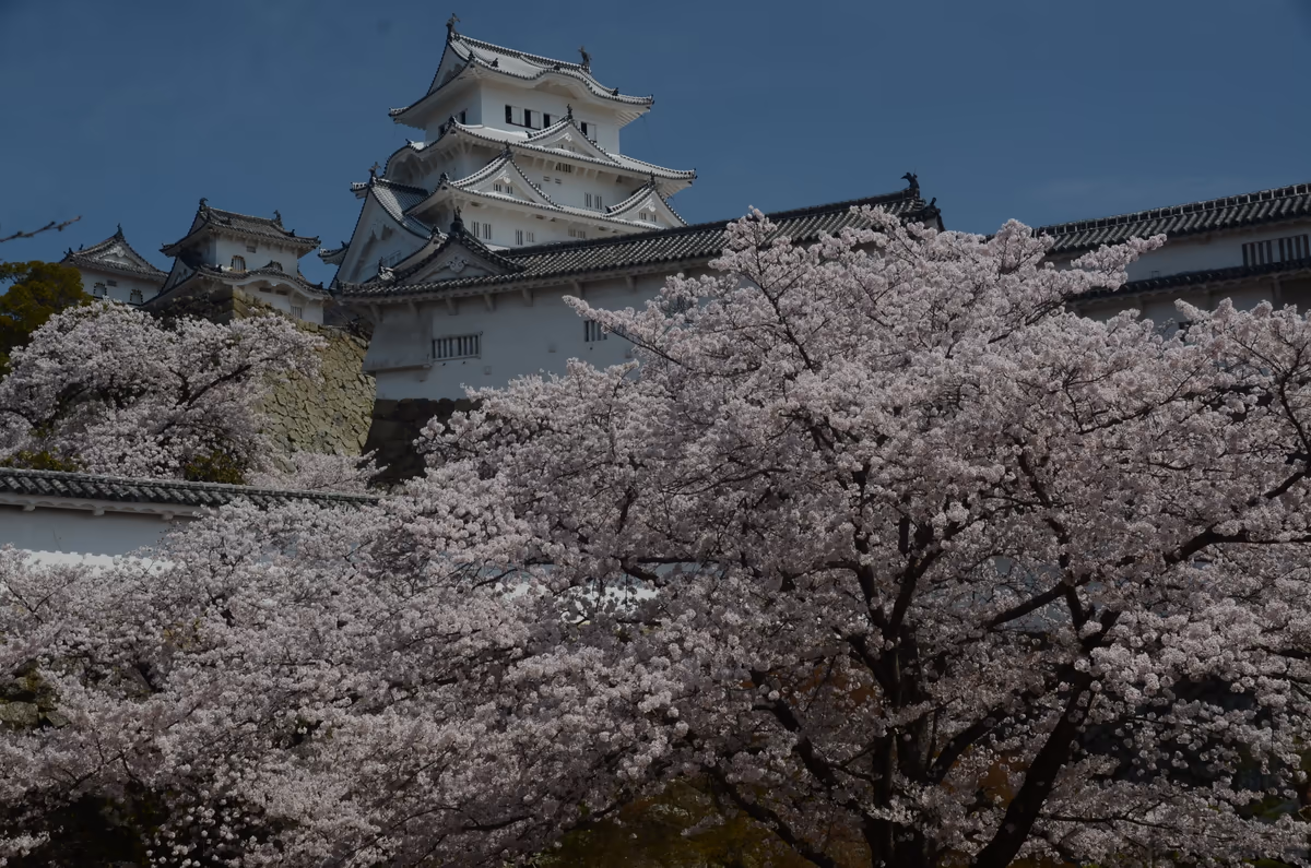 投稿写真：姫路城　桜燦々