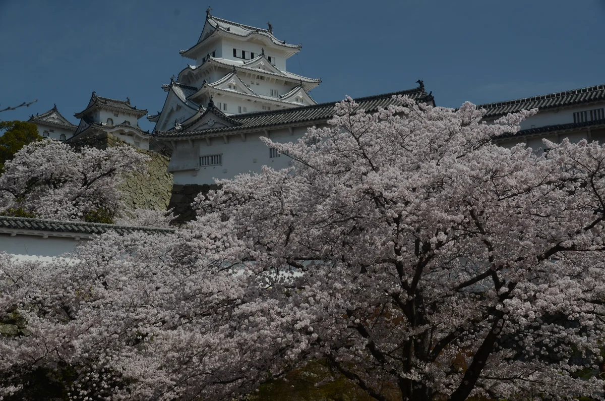 投稿写真：姫路城　桜燦々