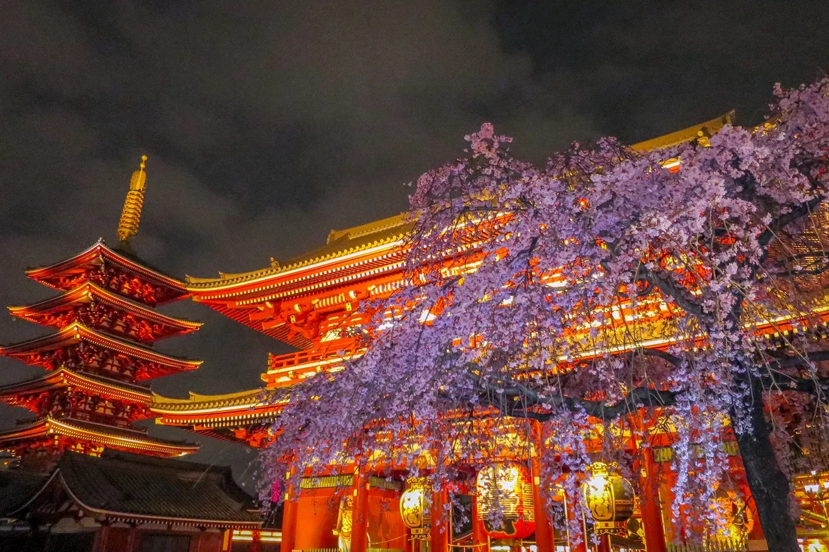 投稿写真：五重塔と宝蔵門とシダレザクラ