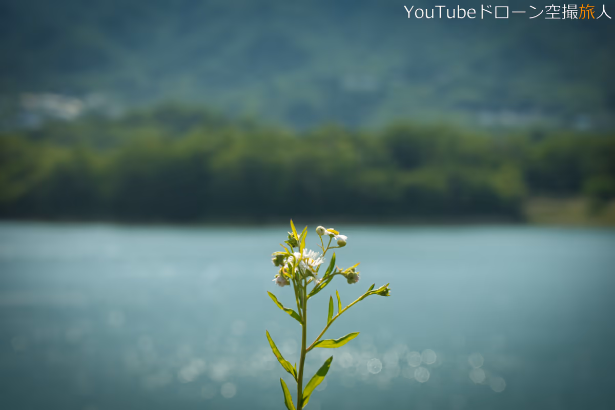 投稿写真：北山貯水池の知らん花