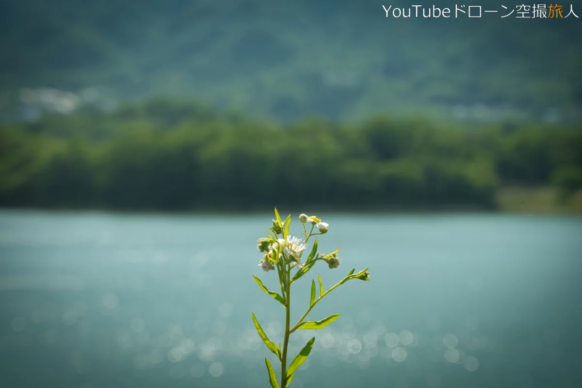 投稿写真：北山貯水池の知らん花