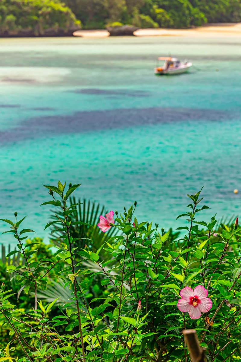 投稿写真：ハイビスカスと透き通る水面