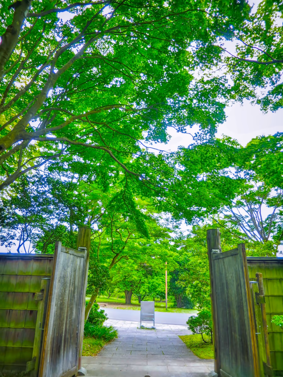 投稿写真：青モミジ