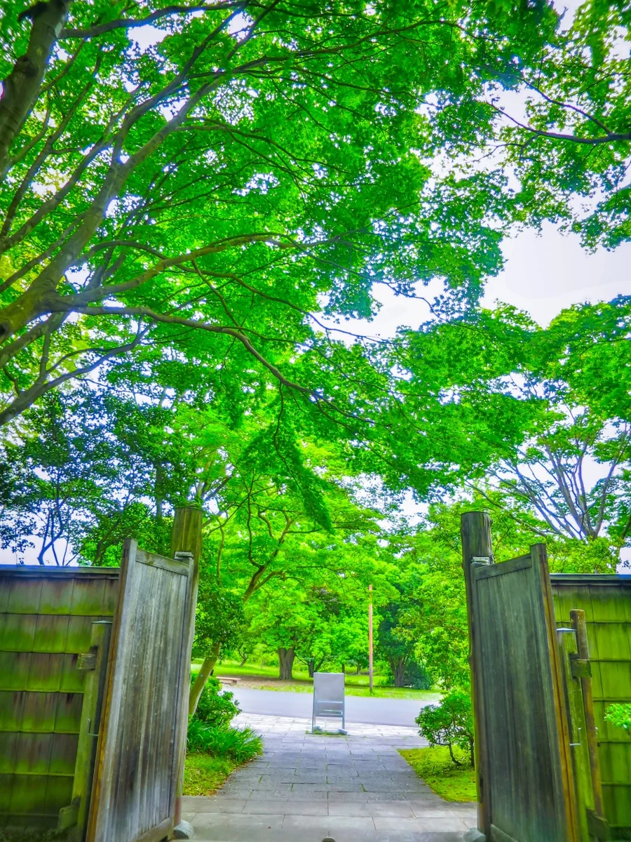 投稿写真：青モミジ