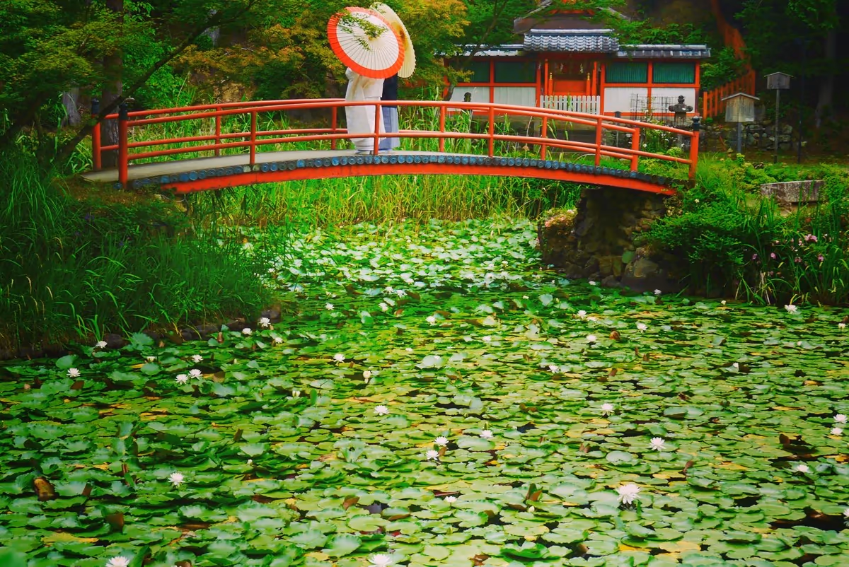 投稿写真：睡蓮の咲く池と門出
