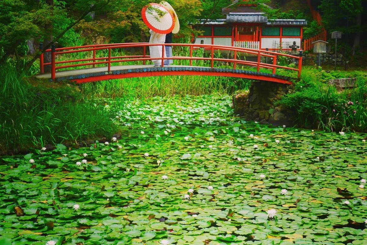 投稿写真：睡蓮の咲く池と門出