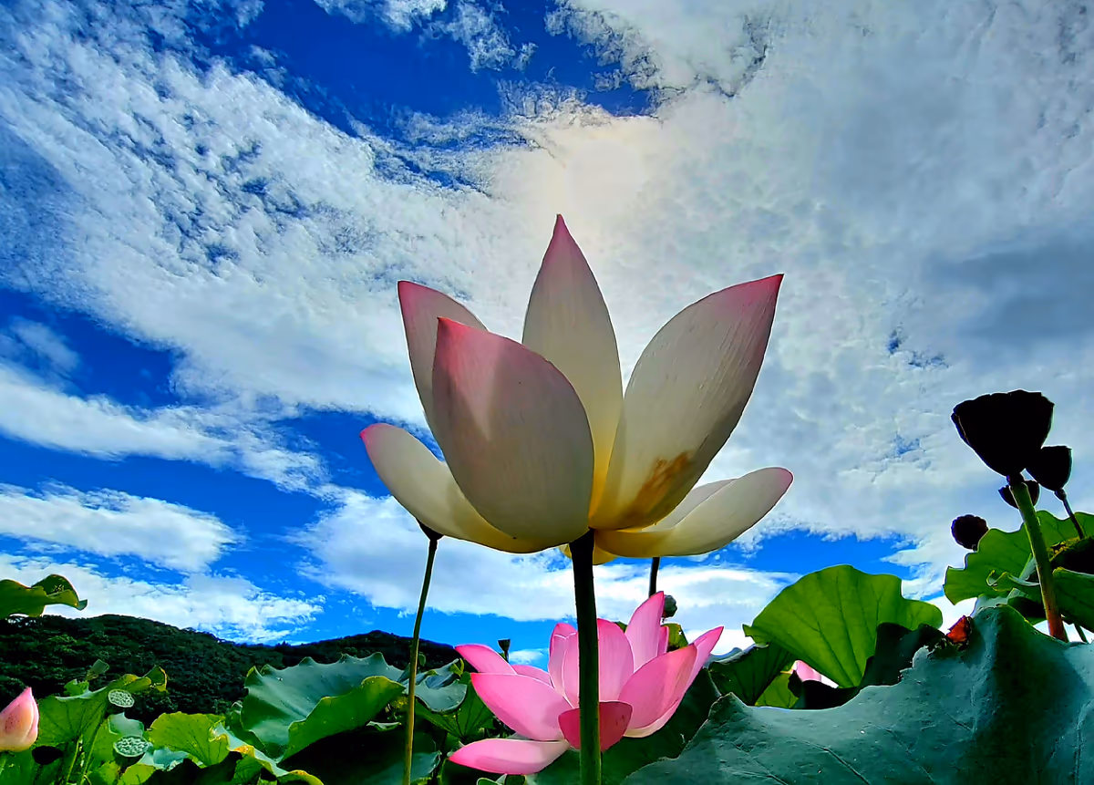 投稿写真：蓮の花満開