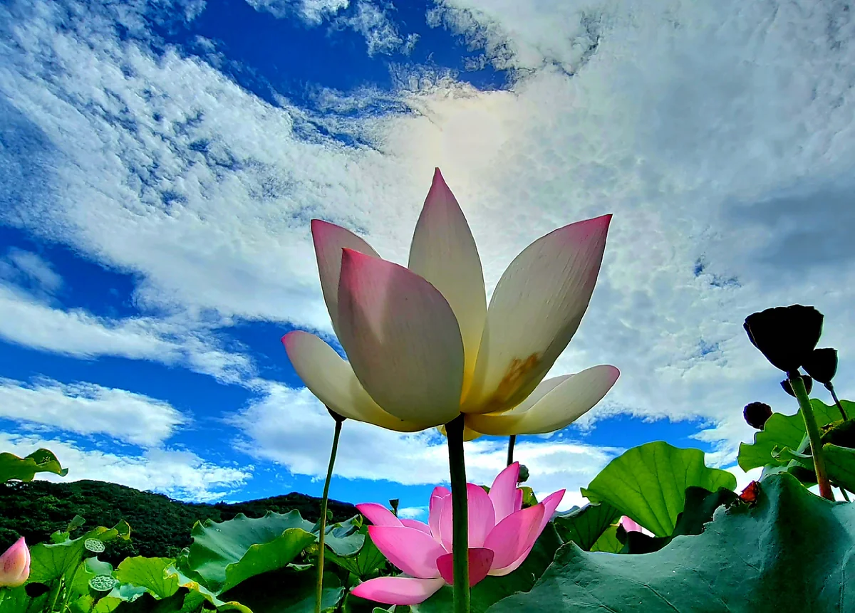 投稿写真：蓮の花満開