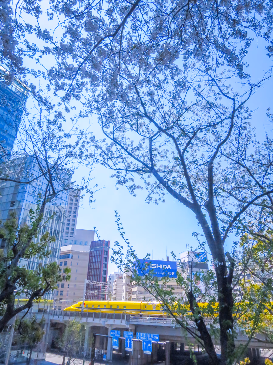 投稿写真：満開の桜とドクターイエロー②