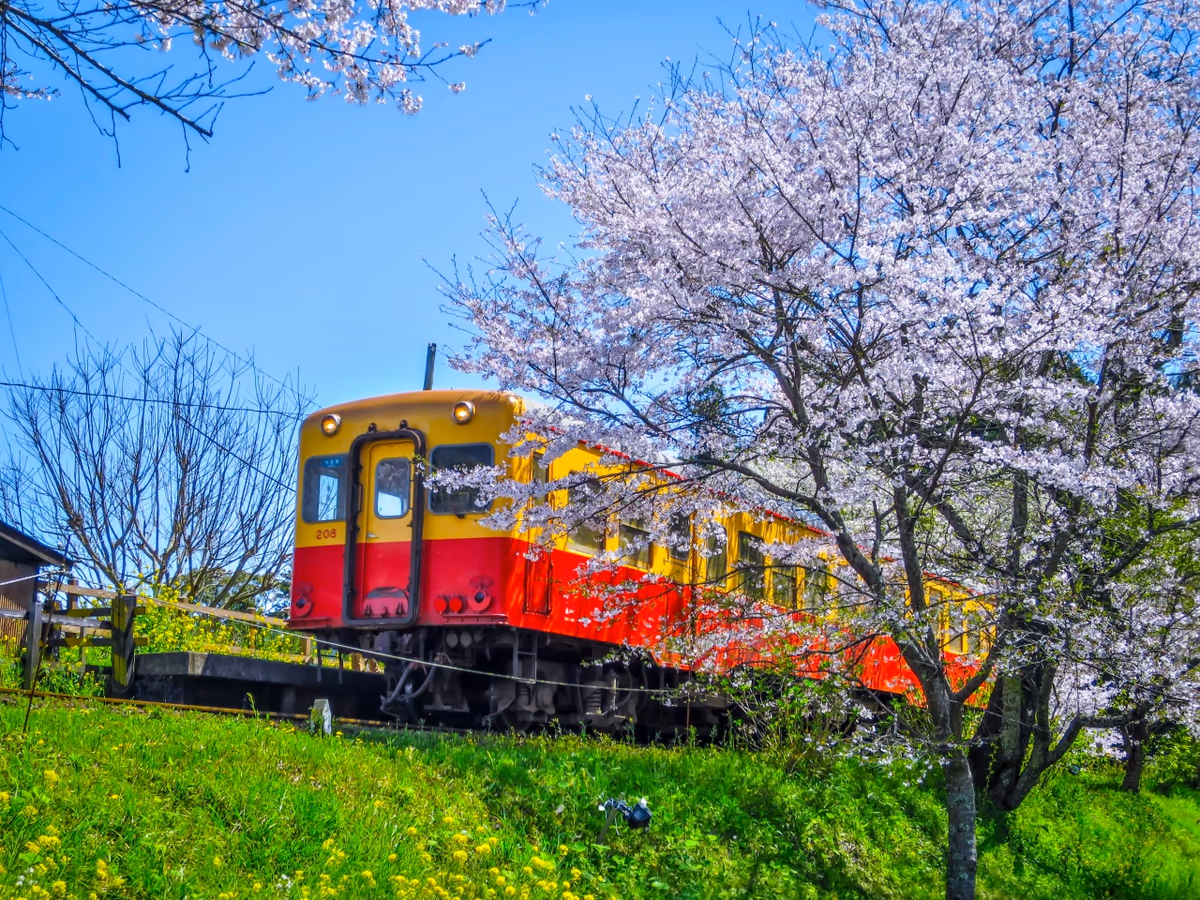 投稿写真：満開の桜と小湊鉄道