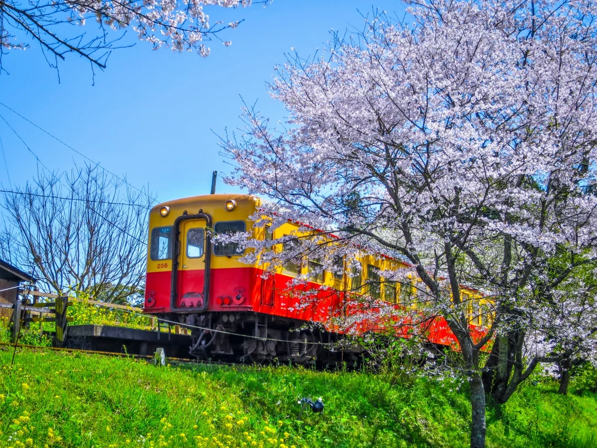 投稿写真：満開の桜と小湊鉄道