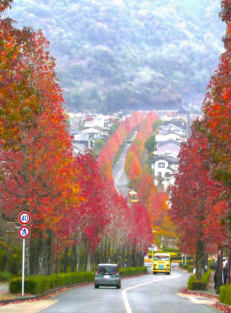 K Satine Jpさんの投稿写真